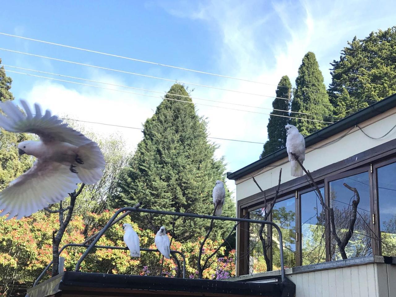 The Clarendon Motel Katoomba Esterno foto
