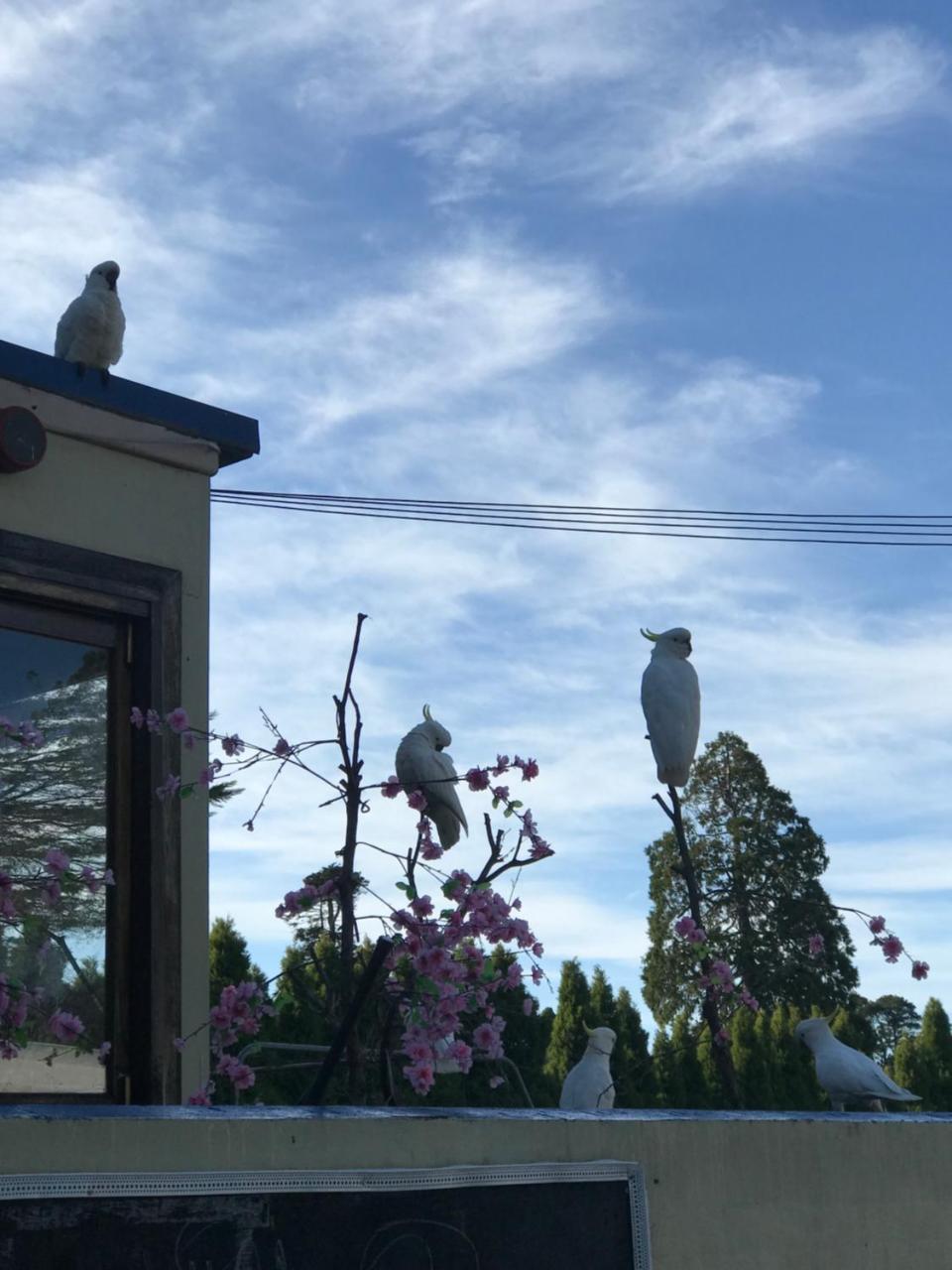 The Clarendon Motel Katoomba Esterno foto